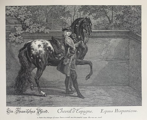 Spanisches pferd horse - spanisches,