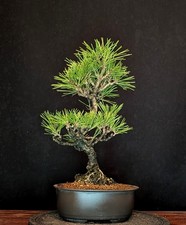 BONSAI ZWERG-SCHWARZKIEFER