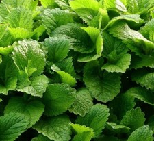 ZITRONENMELISSE 500+ Samen