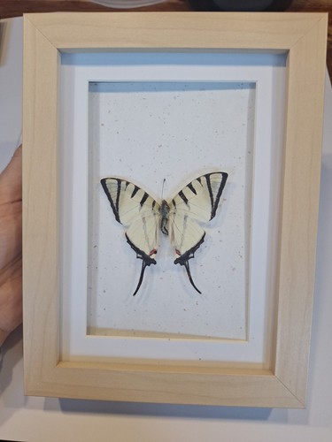 Präparierter schmetterling - präparierter,