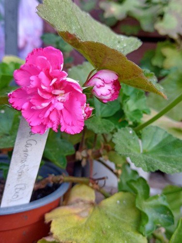 Pelargonie geranie - pelargonie,
