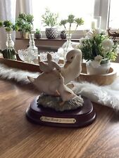 Entenfamilie  Enten Gänse? aus Inverness Schottland