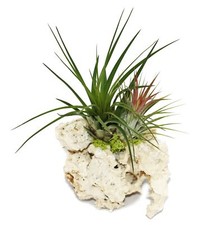 Exotenherz - Tillandsien auf