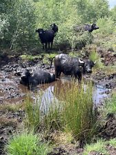 Wasserbüffel Fleisch Ganzes