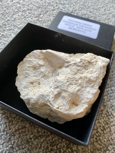 Seltener fossiler seeigel - seltener,