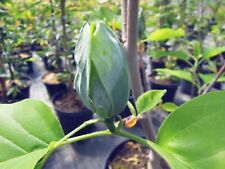 Magnolia Blue Opal, gelb blaue Magnolie, 70-80cm, Rarität, Magnolienbaum