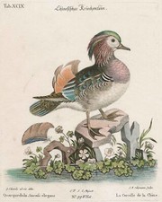 Vögel seligmann - vÖgel,