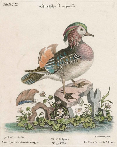 Vögel seligmann - vÖgel, j.m.