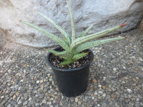 Sansevieria quentin - quentin, /