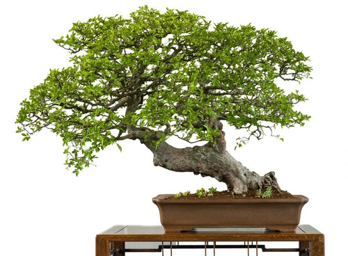 Samen chinesische ulme bonsai - ulme,