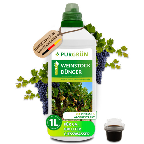 Purgrün bio weinstock - purgrün,