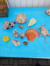 Muschelsammlung Konvolut Mineralien Schwefel