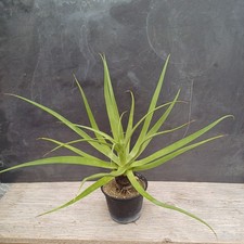 Agave bracteosa uraltes Exemplar mit Stamm frosthart