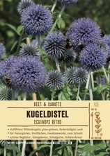 Echinops ritro, Kugeldistel, stahlblau, ca. 9x9 cm Topf