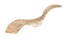 NaDeco Schafshorn natur 36-40cm Schafhorn Widder Horn Schafhörner Tierhörner