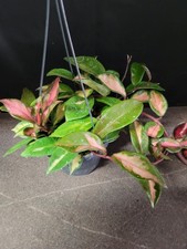 Hoya Carnosa tricolor im ca. 13 cm Hängetopf 