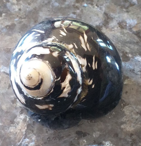 Muschel schnecke teilweise - muschel,