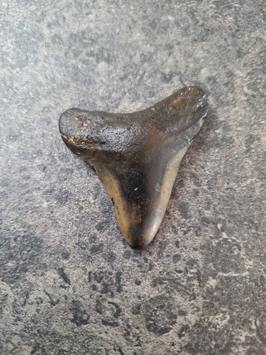 Usa megalodon zahn - megalodon,