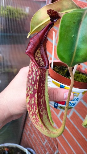 Nepenthes - (mollis, x