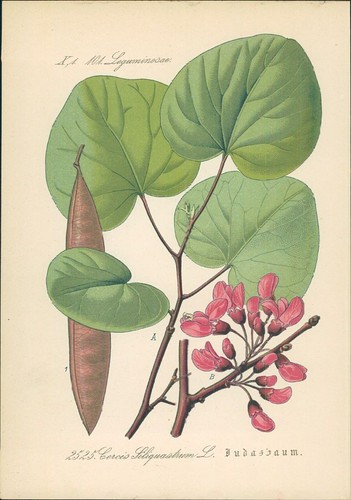 Chromolithographie - ,