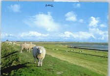 50489826 - 2280 Morsum Schafzucht