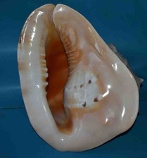 MUSCHEL - MUSCHELN - CASSIDAE