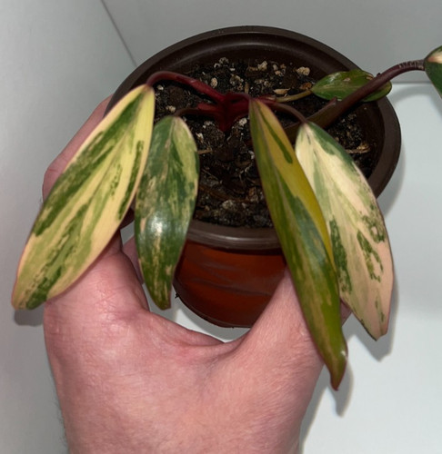 Philodendron strawberry shake - philodendron,