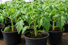 Tomate harzfeuer runde - harzfeuer, ~