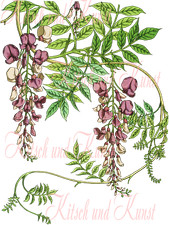 Glyzinie wisteria 2 Abziehbild