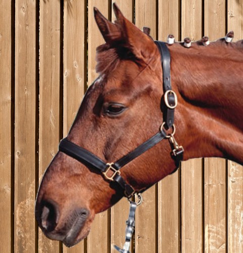 Leder halfter garizelle - halfter,