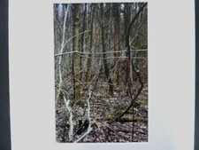 Stell-es-Auf! 2008 "Wald"