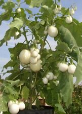 SAMEN Witzig Eier vom Baum essbar der Eierbaum klasse zum Basteln und Essen toll