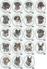 Kolorierte Rassehunde