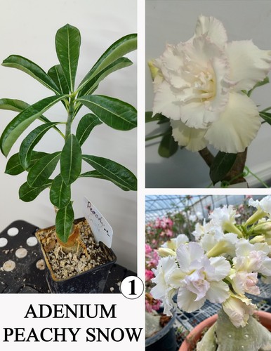 Adenium peachy snow - snow, n1