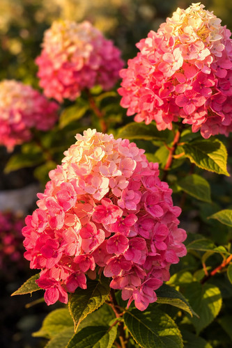 Hortensie vanille fraise im - vanille,