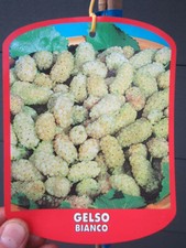 Morus alba - Weißer Maulbeerbaum -Winterharte Pflanze 70-100cm - lecker Früchte