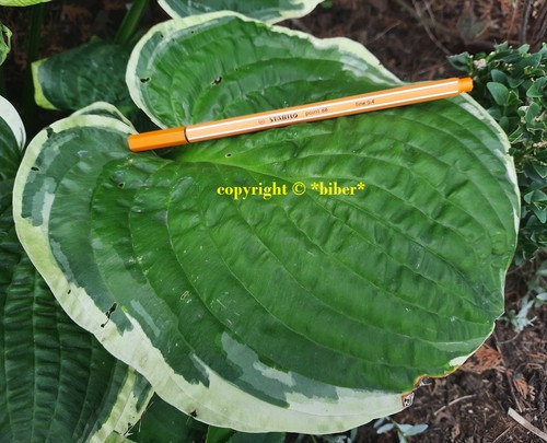 Hosta american halo funkie - american,