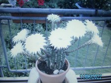 Kaktus Ableger Echinopsis