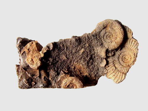 Dactylioceras athleticum