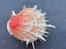 Spondylus Muschel Mexiko 67 mm