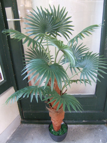 Künstliche palme fächerpalme - palme,