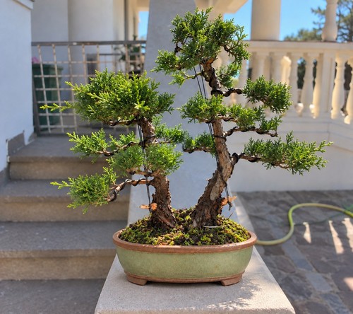 Bonsai juniperus chinensis - bonsai,