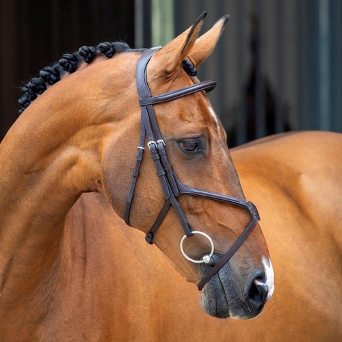 Shires lusso grackle - shires,
