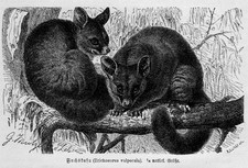 BEUTELTIERE Fuchskusu