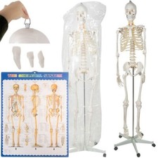 Menschliches Skelett Anatomie
