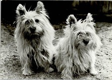 10143152 - Skye-Terrier Foxterrier / Terrier