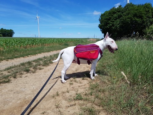 Ruffwear commuter pack - ruffwear,