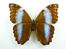 Morpho deidamia ssp. erica