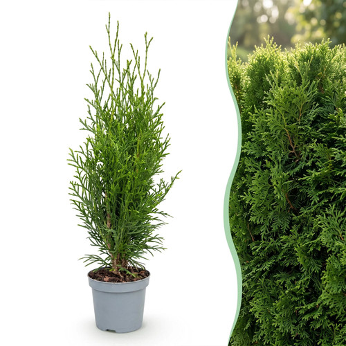 40x thuja occidentalis smaragd - thuja,