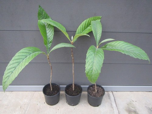 Eriobotrya japonica - ,